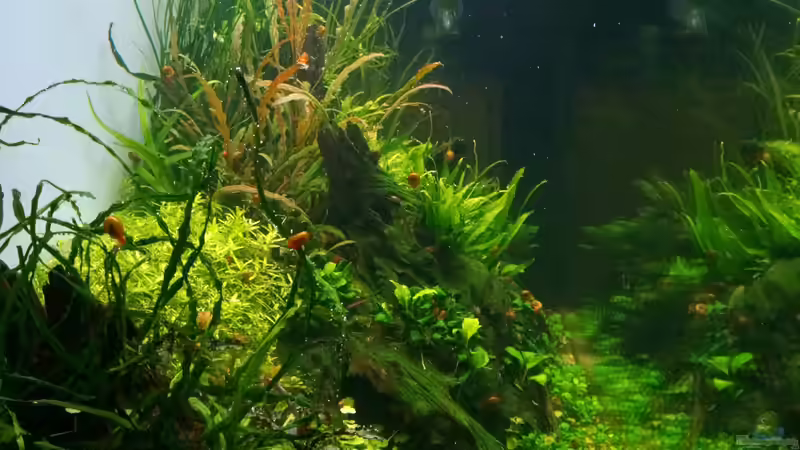 Blick von links im Januar 2015 von Micha... (7)