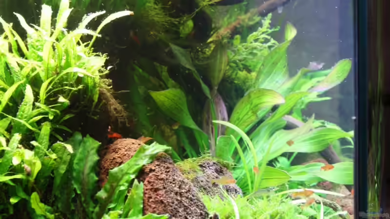 Blick von links von Apistofan (11)