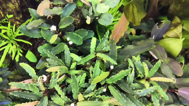 Blick von oben  von Aquaritch (19)