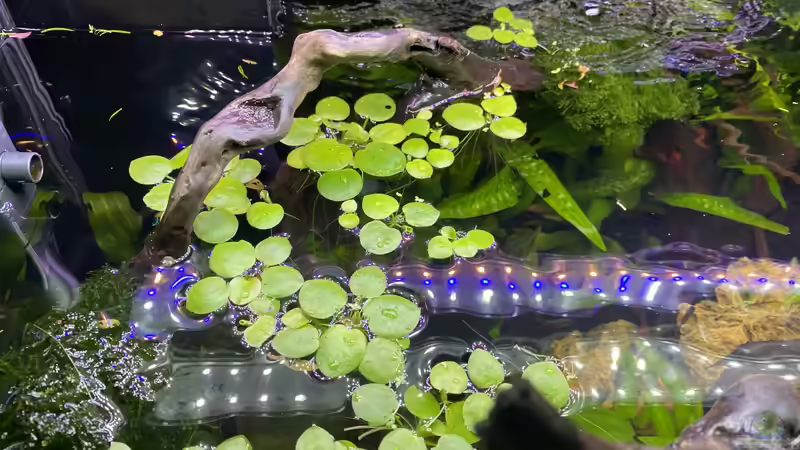 Blick von oben  von Ottche (26)