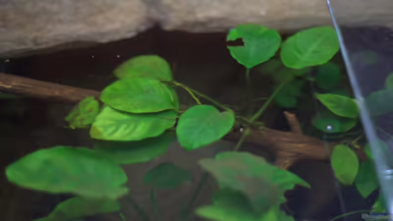 Blick von oben auf Anubias von Didi (11)