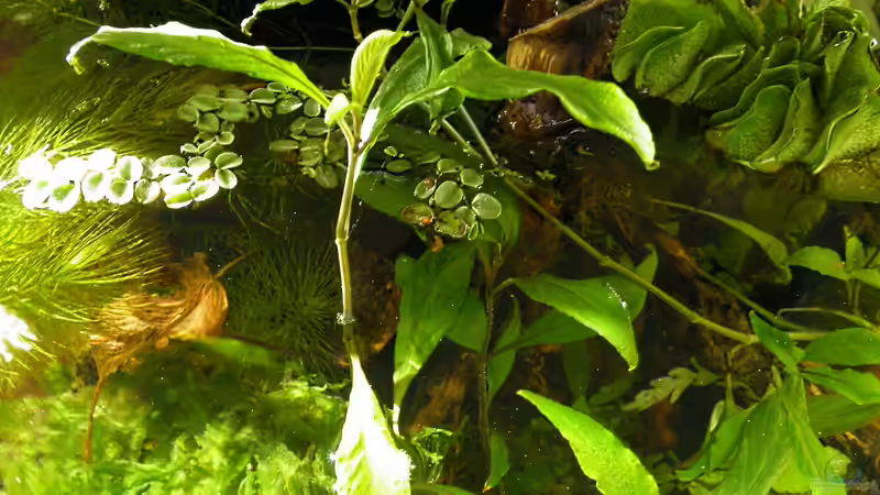 Blick von oben in der Beckenmitte - 06.05.2011 von bergfrau (19)