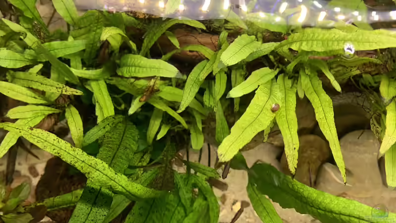 Blick von oben ins Becken von Fäbi_CH (16)