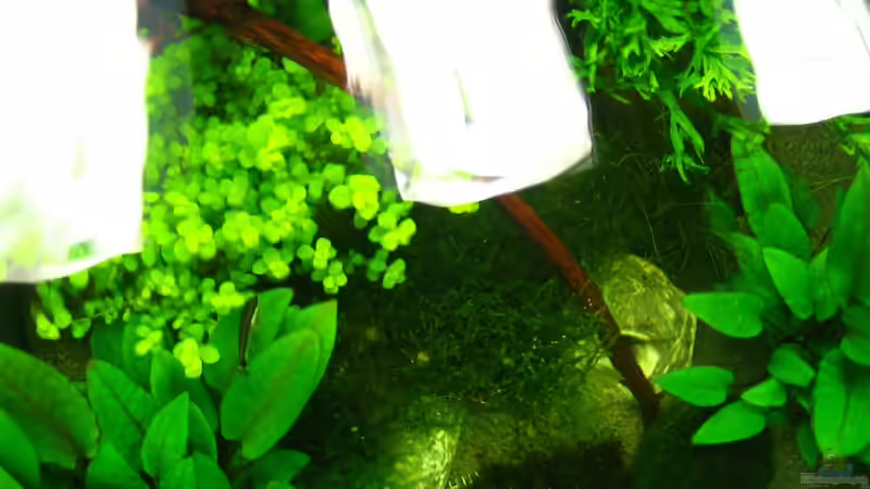 Blick von oben ins offene Aquarium von AquaTropica CGN (7)