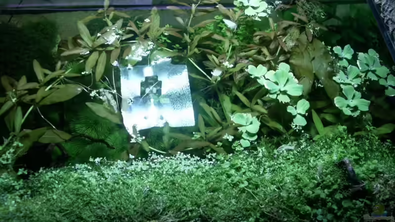 Blick von oben rechts ins Becken von Dschinn (13)