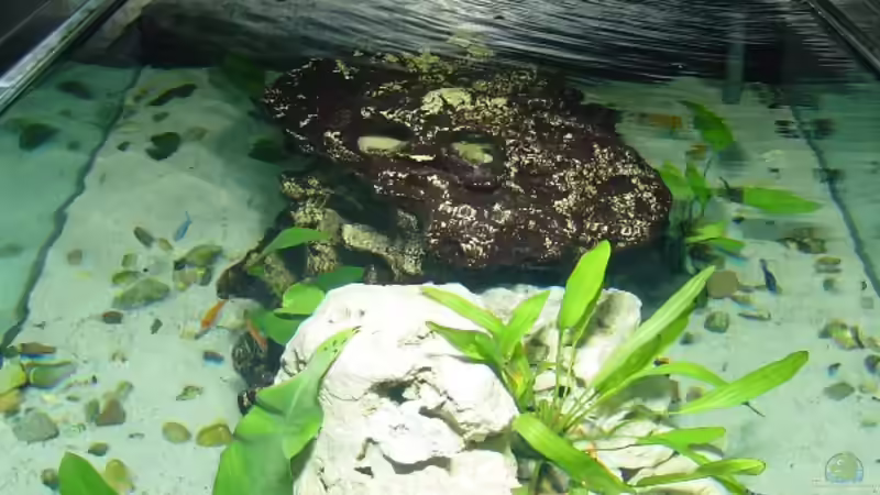 Blick von oben von Robert Schlecht (5)