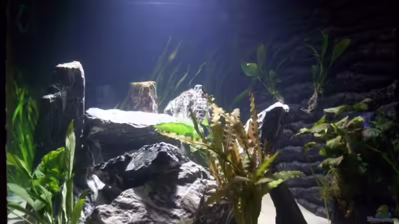 Blick von rechts ( noch ohne Besatz) von schmitzkatze (3)