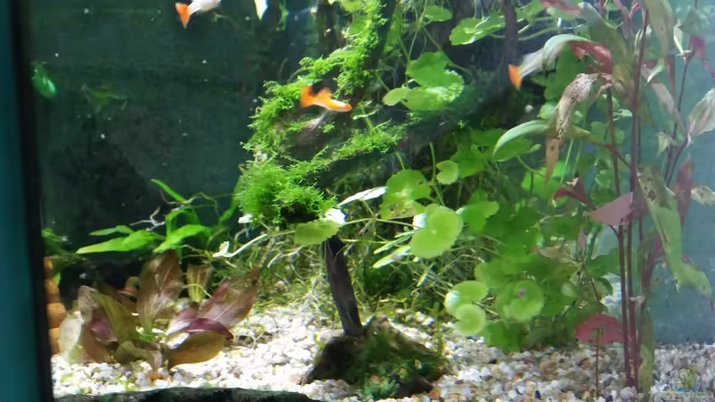 Blick von rechts ins Aquarium von Gigi (13)