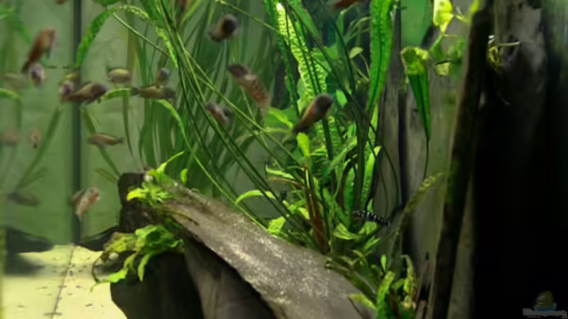 Blick von rechts ins Aquarium von NicoD (4)