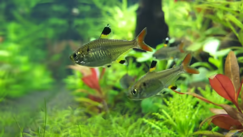 Blick von rechts von axolotl (84)