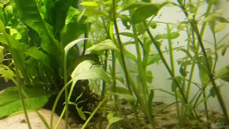 Blick von rechts von J. (4)