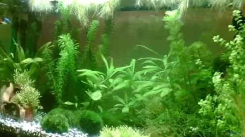 blick von rechts von Maria Blumenthal (3)