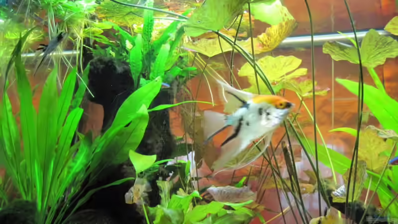 Blick von unten nach oben 23.04.2010 von Opodeldok (13)