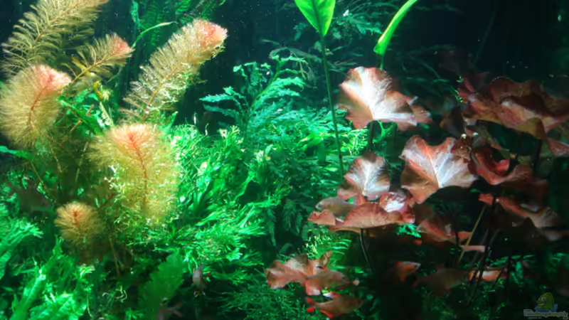 Blick von vorn von koba2 (16)