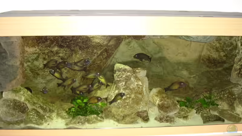 Blick von vorn von Thomas Kalisch (4)