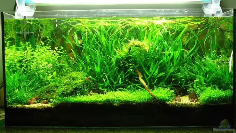 Blick von vorn von Thomas Zehren (1)