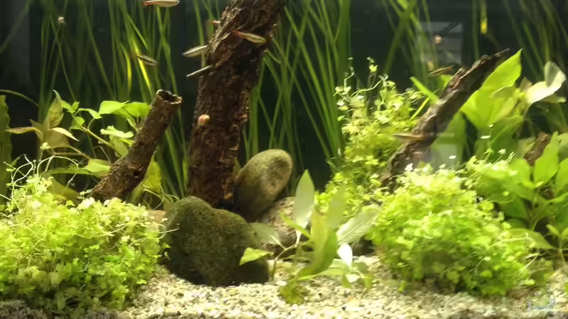 Blick von vorne 09-2017 von schmitzkatze (1)