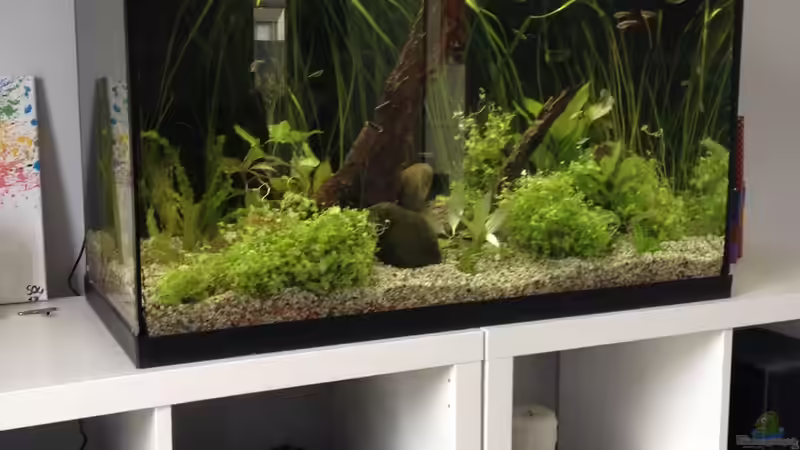 Blick von vorne total 09-2017 von schmitzkatze (2)