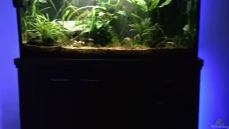 Blickfang im Wohnzimmer 10/2012 von Pflanzennarr (9)