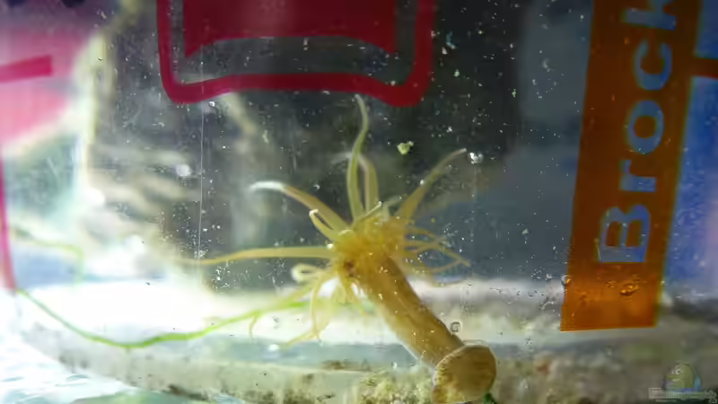 blinder Passagier - Glasrose wohnt nun im Becher von Summse (71)