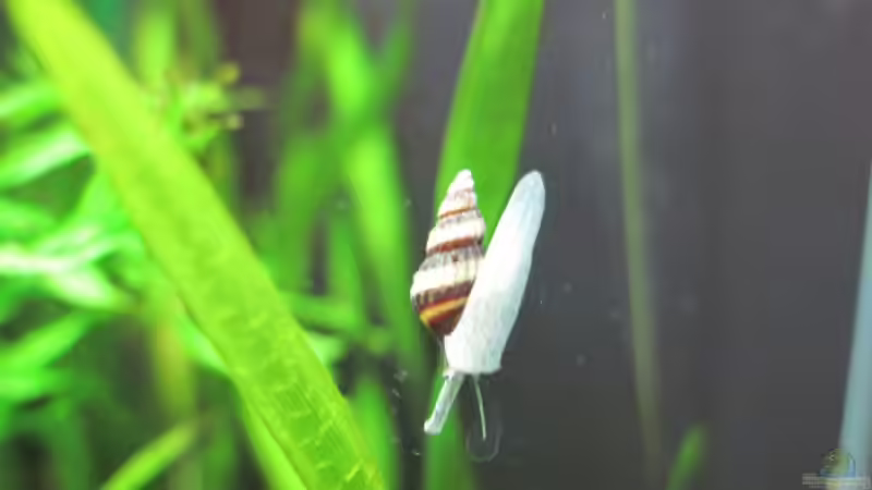 Blinder Passagier im Becken! Eine hübsche ´Anentome helena´ von Opodeldok (44)