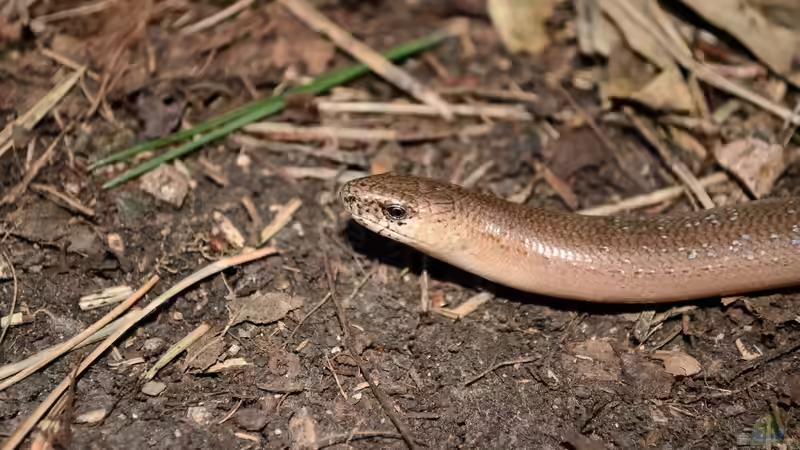 Blindschleiche im Garten - Was tun?