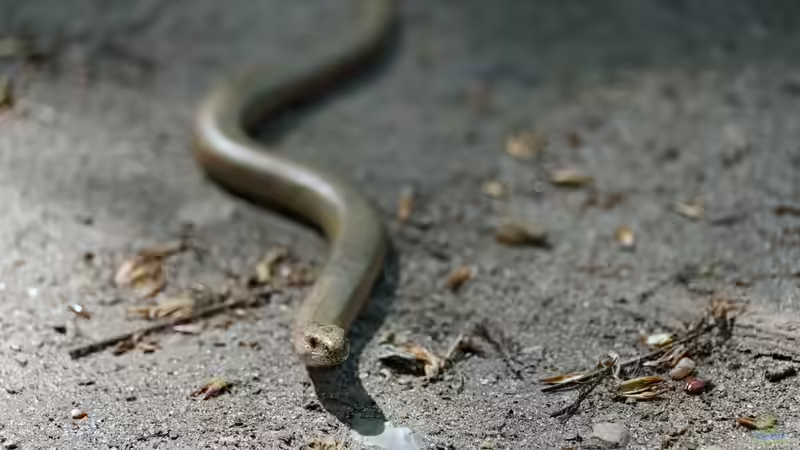 Blindschleiche im Garten - Was tun?
