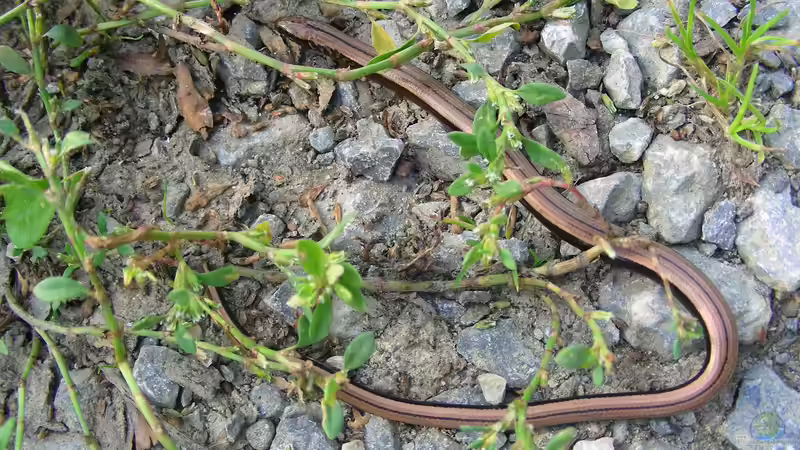 Blindschleiche im Garten - Was tun?
