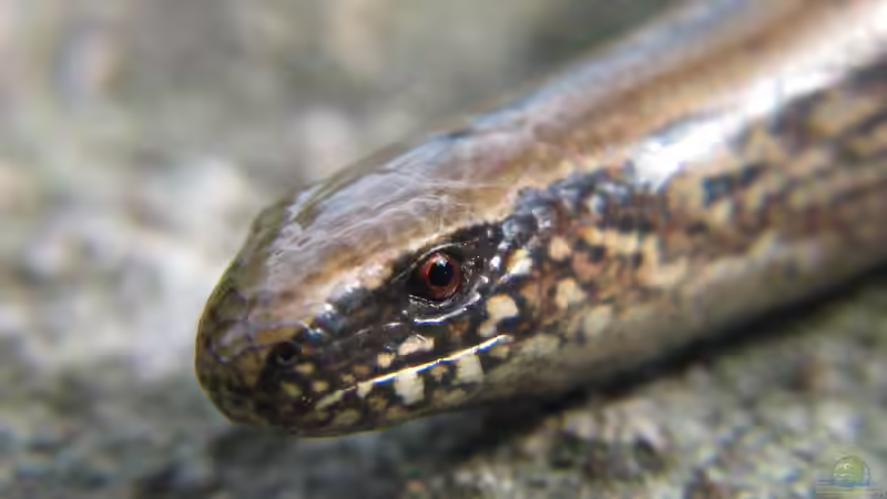 Blindschleiche im Garten - Was tun?