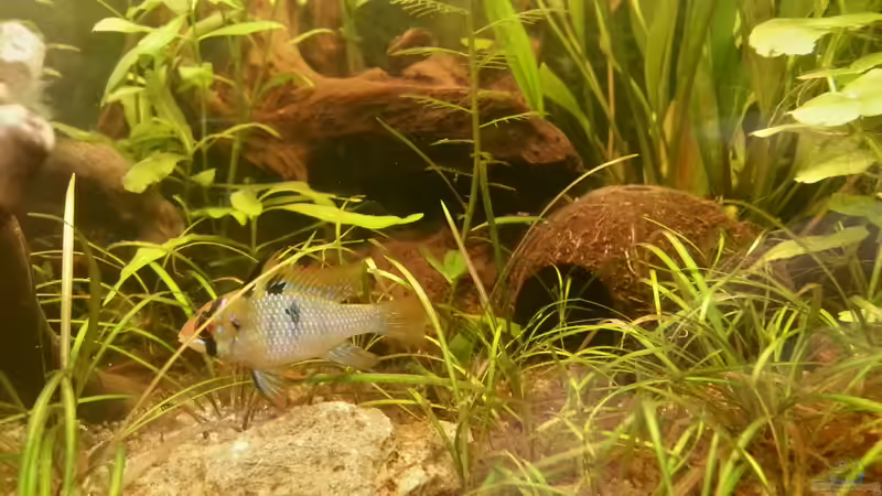 blingbling von Shinra (8)