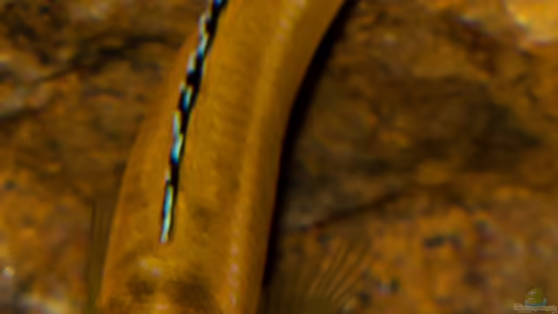 Blog: ..von "jung zu alt" .. wenn Fische adult werden ... (5029)