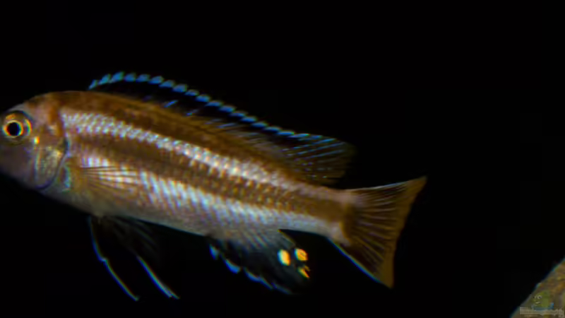 Blog: ..von "jung zu alt" .. wenn Fische adult werden ... (5029)