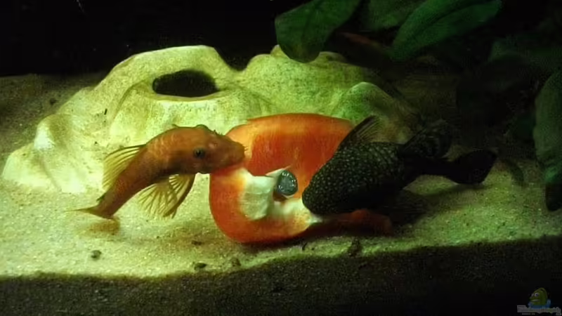 Blog:  Iss auf, du Gurke! (5041)