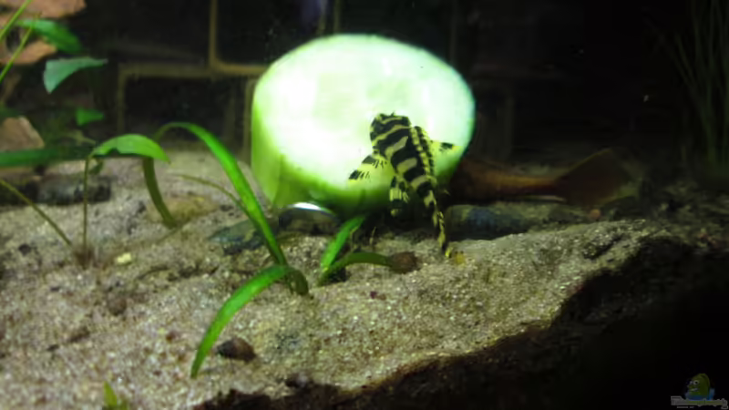 Blog:  Iss auf, du Gurke! (5041)