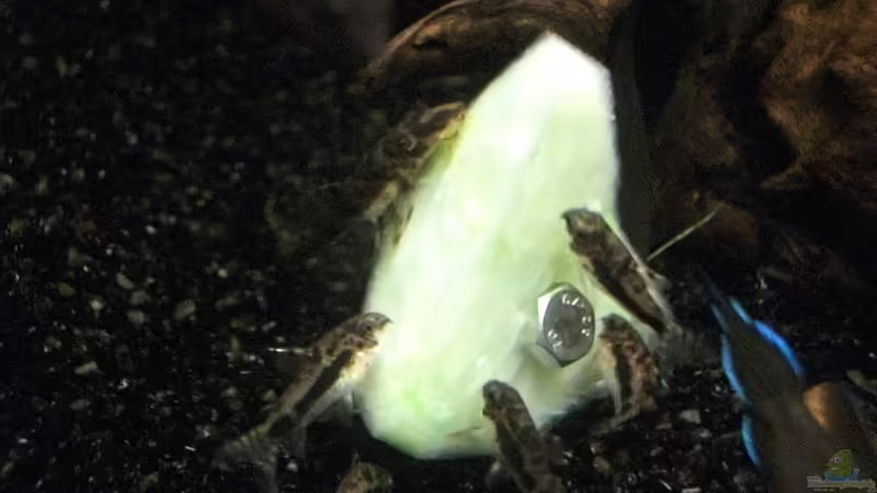 Blog:  Iss auf, du Gurke! (5041)