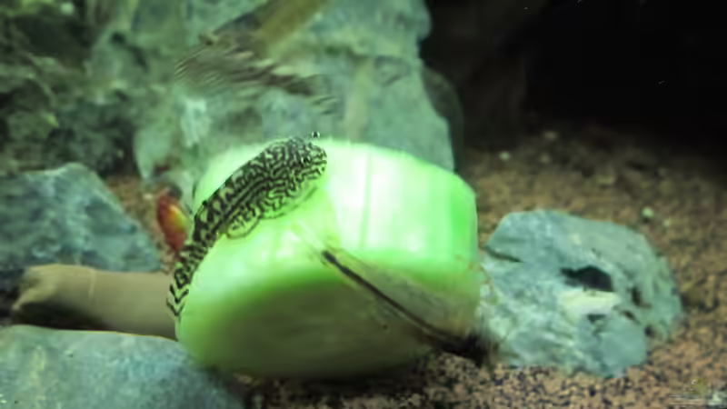 Blog:  Iss auf, du Gurke! (5041)