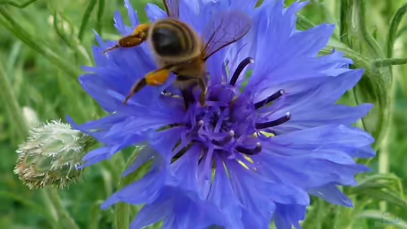 Blog: 10 Gartenpflanzen für Hummeln - wertvolle Nahrungsquellen für Bestäuber im eigenen Garten (8024)