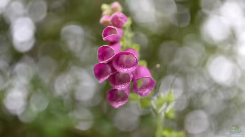 Blog: 10 Gartenpflanzen für Hummeln - wertvolle Nahrungsquellen für Bestäuber im eigenen Garten (8024)