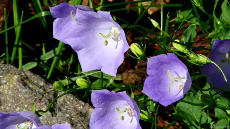 Blog: 10 Gartenpflanzen für Hummeln - wertvolle Nahrungsquellen für Bestäuber im eigenen Garten (8024)