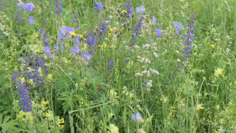 Blog: 10 Gartenpflanzen für Hummeln - wertvolle Nahrungsquellen für Bestäuber im eigenen Garten (8024)