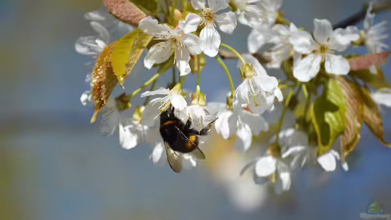 Blog: 10 Gartenpflanzen für Hummeln - wertvolle Nahrungsquellen für Bestäuber im eigenen Garten (8024)