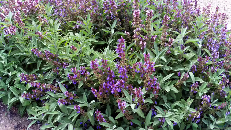 Blog: 10 Gartenpflanzen für Hummeln - wertvolle Nahrungsquellen für Bestäuber im eigenen Garten (8024)