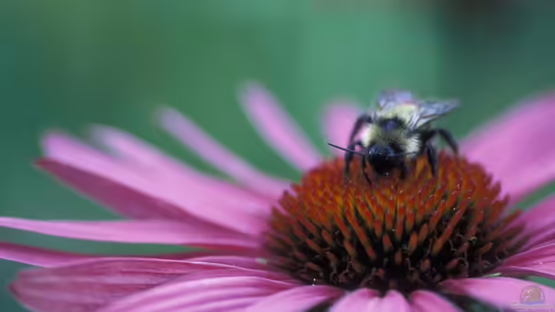 Blog: 10 Gartenpflanzen für Hummeln - wertvolle Nahrungsquellen für Bestäuber im eigenen Garten (8024)