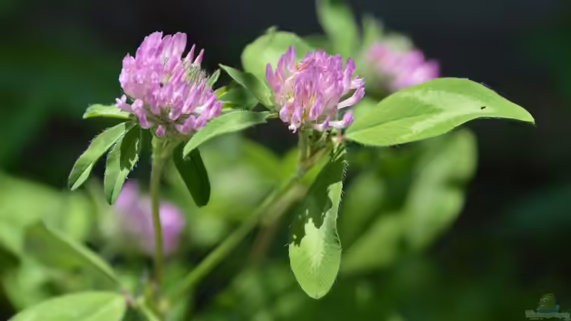 Blog: 10 Gartenpflanzen für Hummeln - wertvolle Nahrungsquellen für Bestäuber im eigenen Garten (8024)