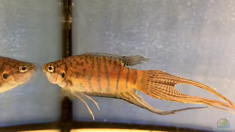Blog: 2019 ??? 150 Jahre Aquaristik, Teil 1 (5337)