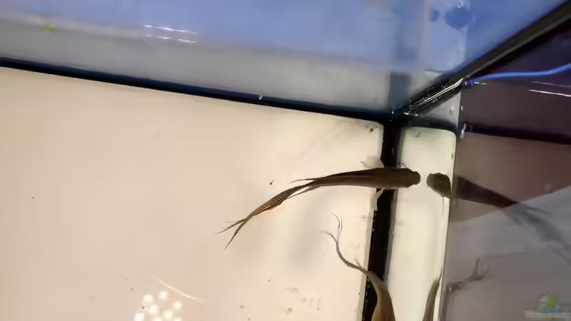 Blog: 2019 ??? 150 Jahre Aquaristik, Teil 1 (5337)