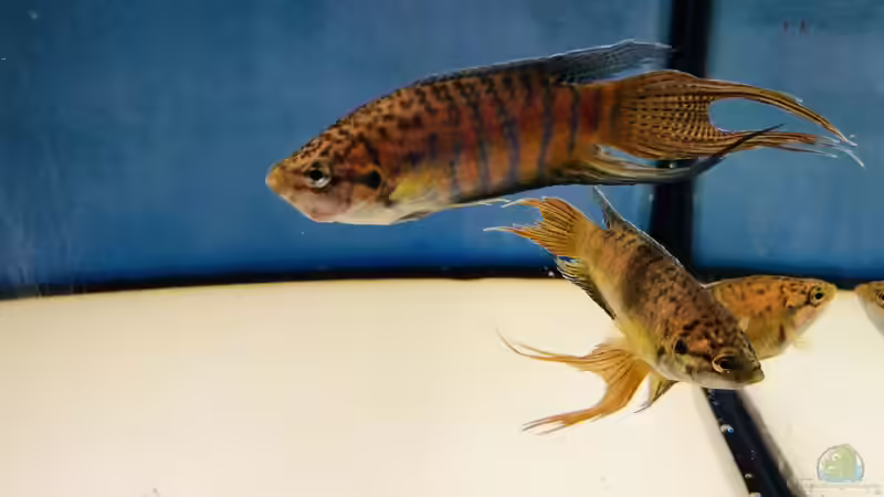 Blog: 2019 ??? 150 Jahre Aquaristik, Teil 1 (5337)