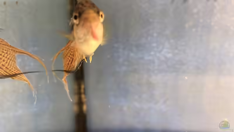 Blog: 2019 ??? 150 Jahre Aquaristik, Teil 1 (5337)