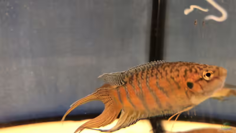 Blog: 2019 ??? 150 Jahre Aquaristik, Teil 1 (5337)
