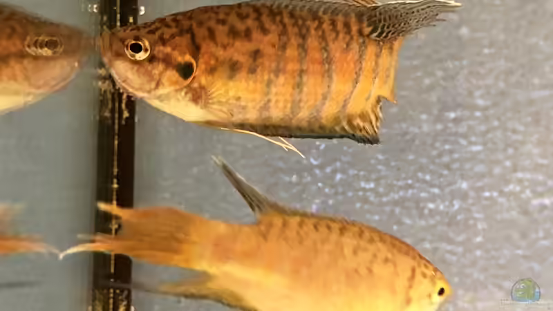 Blog: 2019 ??? 150 Jahre Aquaristik, Teil 1 (5337)